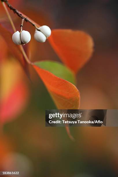 chinese tallow - chinese tallow tree stock pictures, royalty-free photos & images