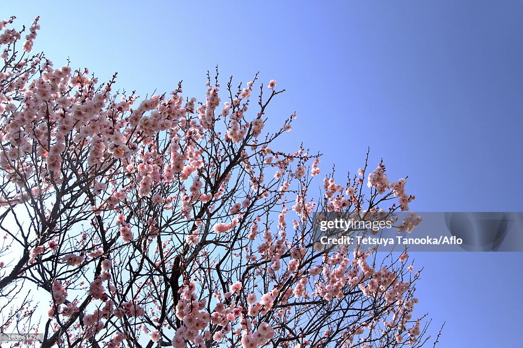 Plum blossoms