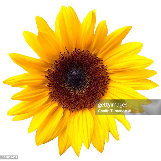 sunflower isolated on white + clipping path - sun flower stock pictures, royalty-free photos & images