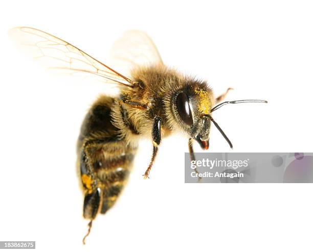 flying bee - bee flying stock pictures, royalty-free photos & images