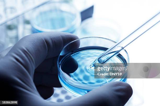 scientist removing a sample out of a petri dish using a pipette - test tube stock pictures, royalty-free photos & images