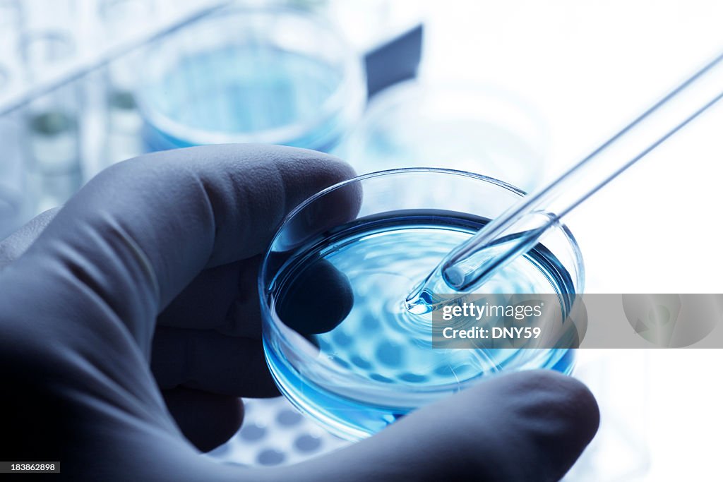 Cientista remover um exemplo de um Disco de petri usando um Pipeta