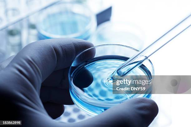 scientist removing a sample out of a petri dish using a pipette - 微生物學 個照片及圖片檔