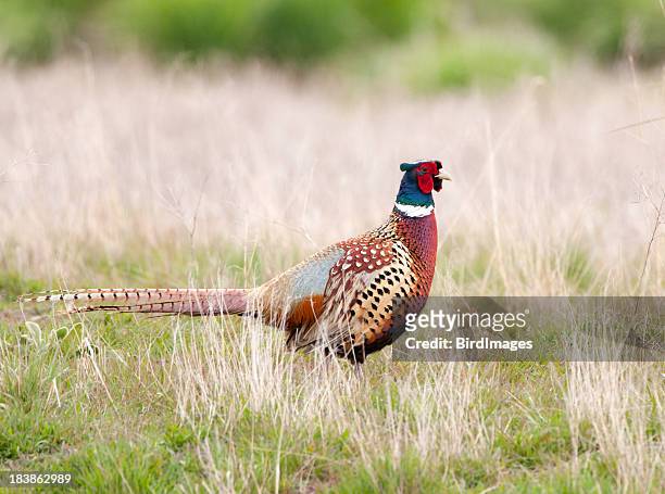 edelfasan-male - pheasant bird stock-fotos und bilder
