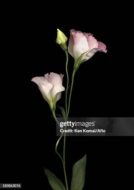 texas bluebell flowers on black background - lisianthus stock pictures, royalty-free photos & images