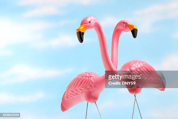 rosa flamingos - flamingos stock-fotos und bilder
