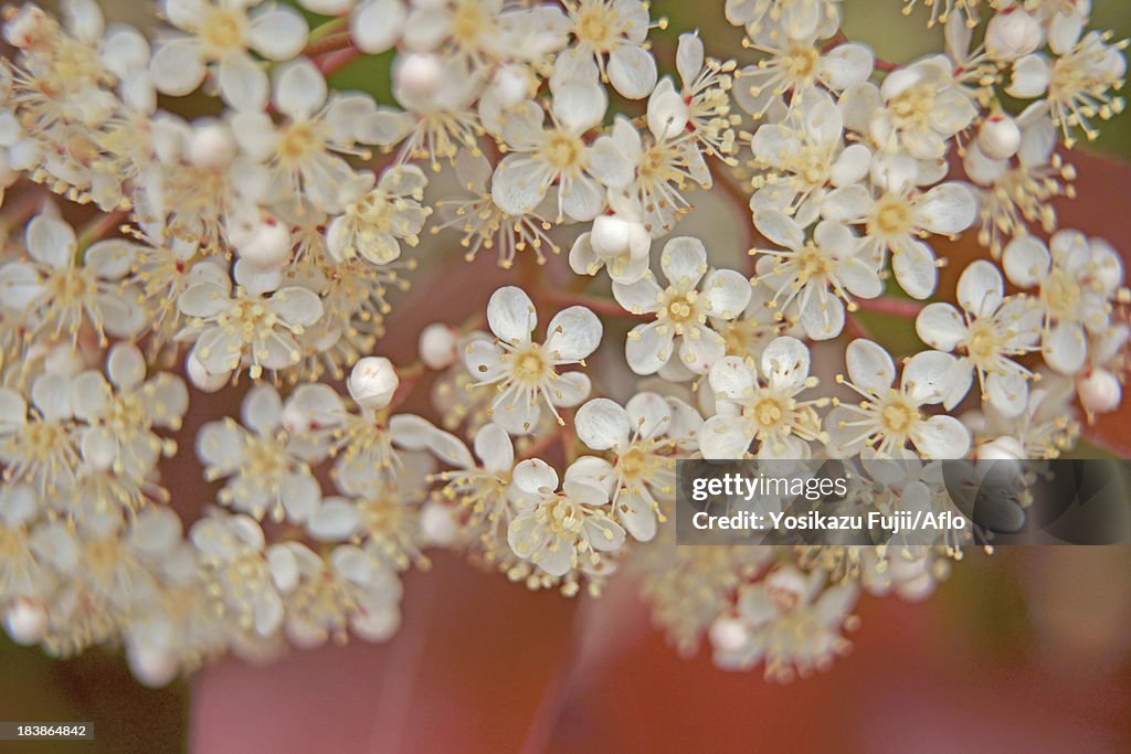 Japanese Photinia flowers