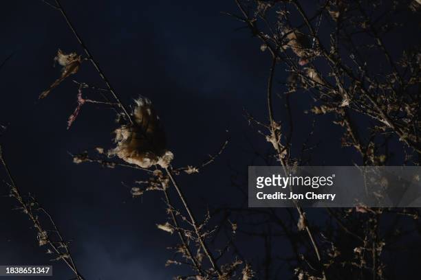 Housing insulation is seen stuck in tree branches in the aftermath of a tornado on December 10, 2023 in Clarksville, Tennessee. Multiple long-track...