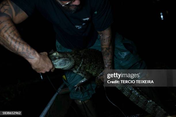 Biologist Ricardo Freitas captures a caiman in the Jacarepaguá Lagoon at the Recreio dos Bandeirantes neighborhood in west Rio de Janeiro, Brazil, on...