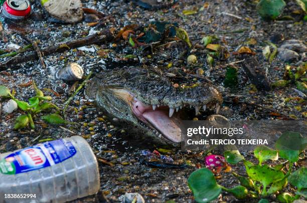 Caiman swims amidst trash in Canal das Taxas at the Recreio dos Bandeirantes neighborhood in west Rio de Janeiro, Brazil, on November 22, 2023. The...