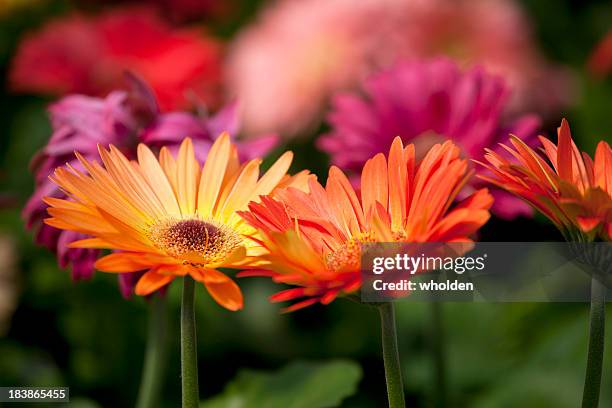 giallo e arancione gerbera daisies - gerbera daisy foto e immagini stock