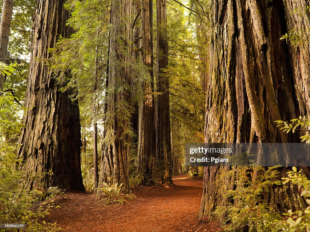 Redwood trail durch Bäume im Wald