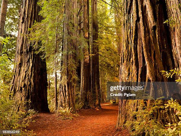 redwood sendero de los árboles en el bosque - humboldt redwoods state park fotografías e imágenes de stock