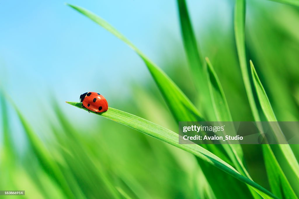 Ladybug on grass