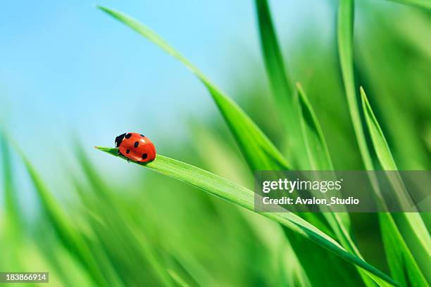 ladybug on grass - ladybug stock pictures, royalty-free photos & images