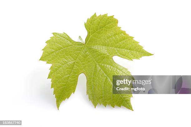 young fresh grape leaf - grape leaf stock pictures, royalty-free photos & images