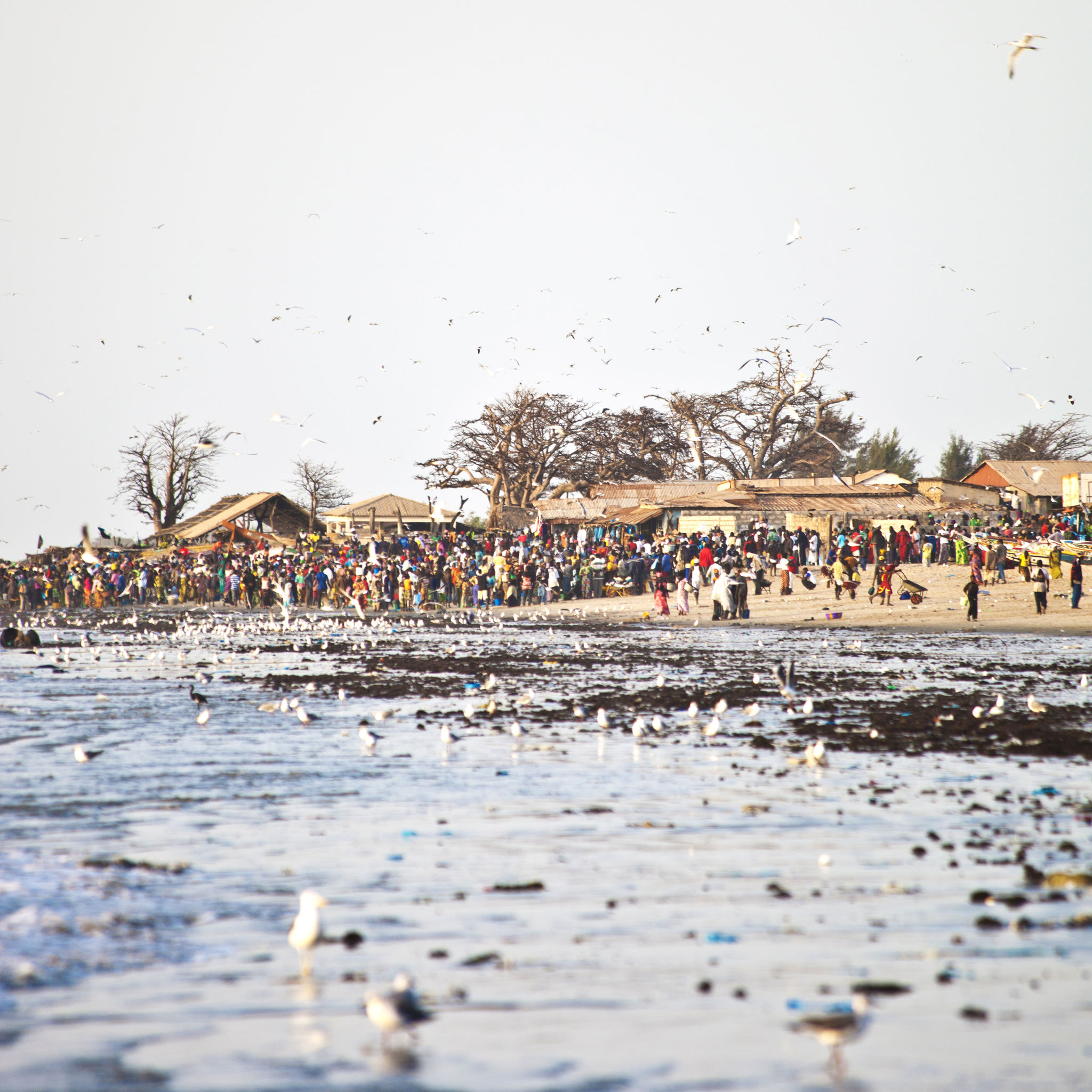 gambia festival