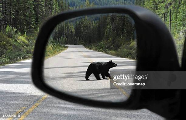 canadian mirror - bear stock pictures, royalty-free photos & images