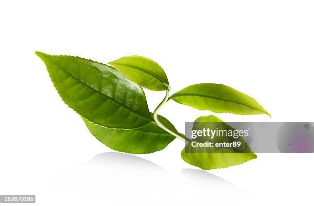leaf - green tea stock-fotos und bilder