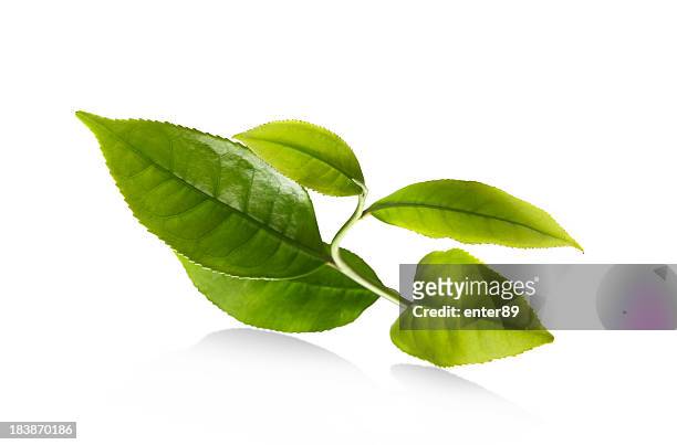 leaf - green tea leaves stockfoto's en -beelden