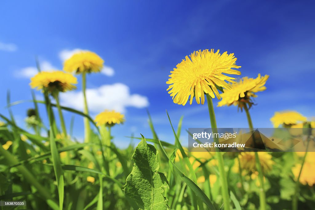 Yellow dandelion flowers - spring meadow