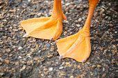 Bright Orange Webbed Bird Feet Textured Stone Background