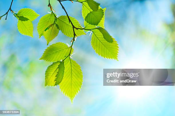 green leaf opposite sun and sky - nature focus on foreground stock pictures, royalty-free photos & images