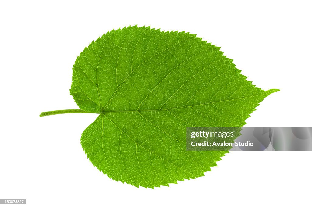 Leaf linden