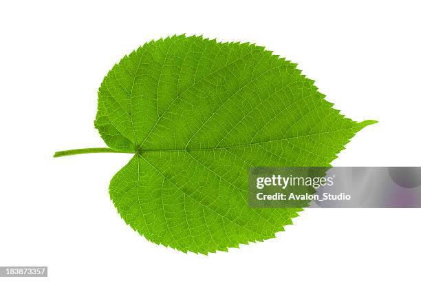 leaf linden - lime tree stock pictures, royalty-free photos & images