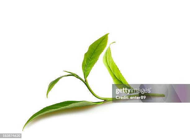 leaf - green tea leaves stockfoto's en -beelden