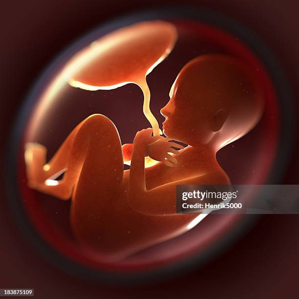 7 mes feto en el útero. - fetal position fotografías e imágenes de stock