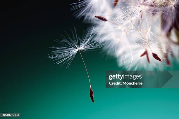 dandelion - dandelion seed stock pictures, royalty-free photos & images