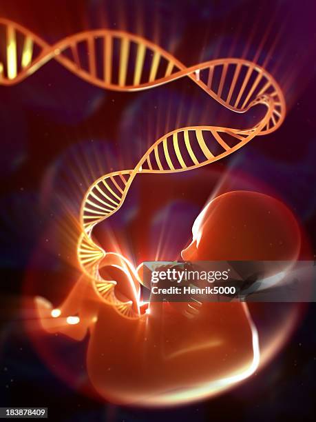 fötus mit dna der nabelschnur - dna stock-fotos und bilder