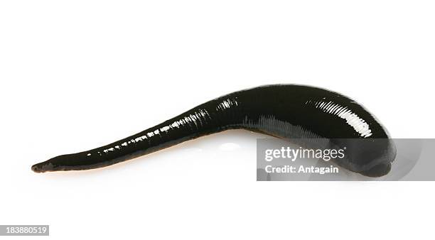 leech - leech stock pictures, royalty-free photos & images