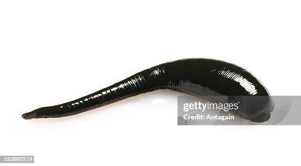 leech - blodsugande bildbanksfoton och bilder