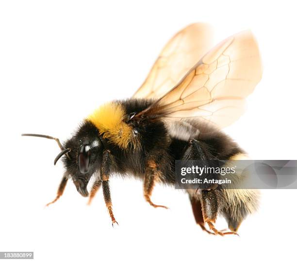 flying bumblebee - bumble bee stock pictures, royalty-free photos & images