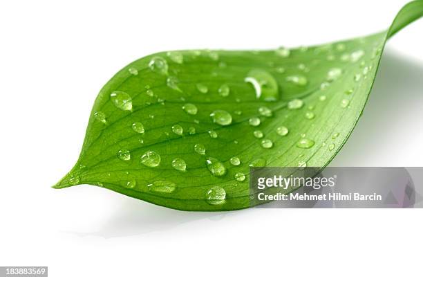 goccia d'acqua su foglia - leaf foto e immagini stock