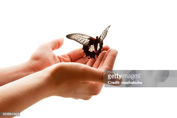fly! - releasing butterfly stock pictures, royalty-free photos & images