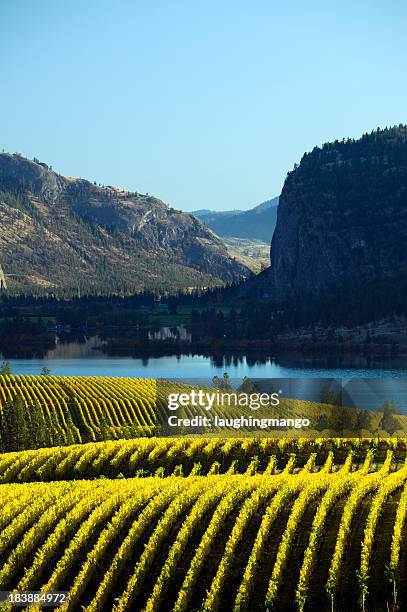 vinhedo okanagan valley mcintyre bluff - canadian culture - fotografias e filmes do acervo