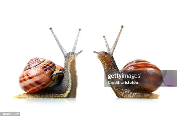 war of the snails - snail stock pictures, royalty-free photos & images