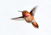 Rufous Hummingbird Male - White Background