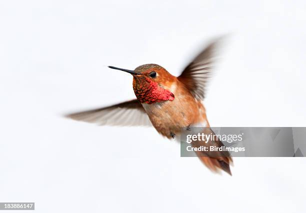 rufous hummingbird male - white background - tropical bird white background stock pictures, royalty-free photos & images