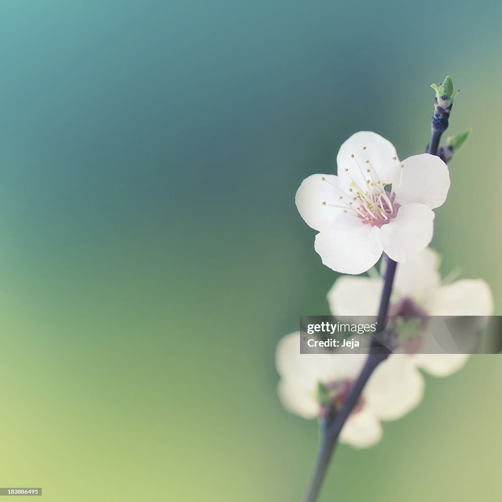 Spring blossom