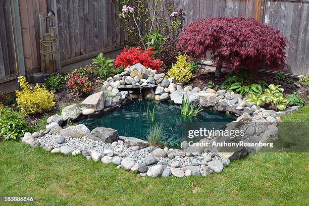 backyard pond - garden pond stockfoto's en -beelden