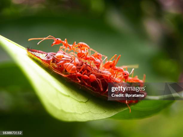 red ant - fire ant stock pictures, royalty-free photos & images