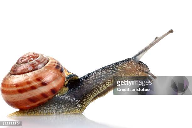 leaping snail, isolated on white - snail stock pictures, royalty-free photos & images