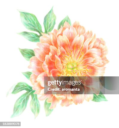 Soft Peony Soft Peony