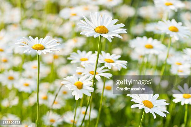spring meadow wiht marguerite daisy - marguerite daisy stock pictures, royalty-free photos & images