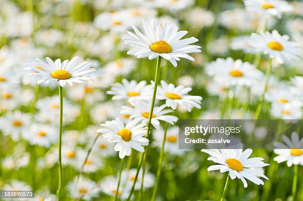 spring meadow wiht marguerite daisy - 瑪格麗特 個照片及圖片檔