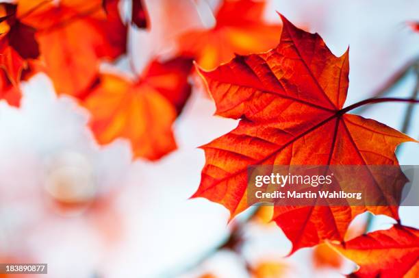 accero rosso - maple tree foto e immagini stock